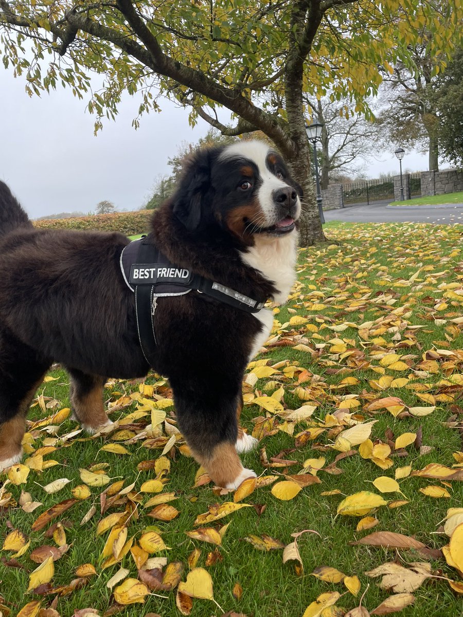BFF 🐾🍂