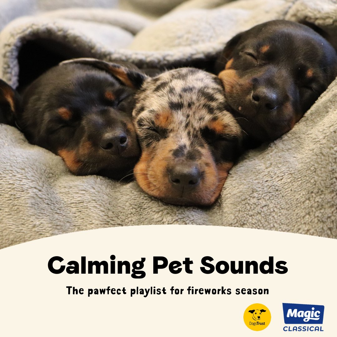 Dogs Trust 💛🐶 tweet media