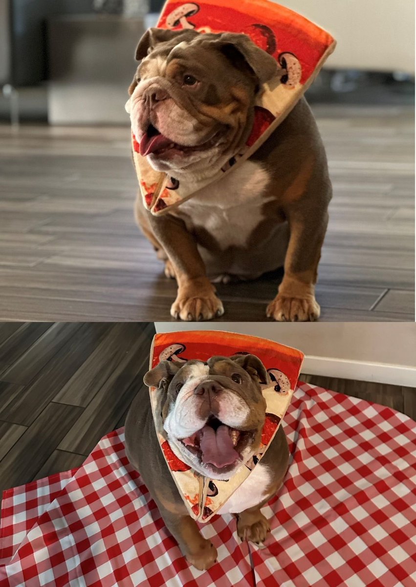 ntylion92's tweet image. When your pup's costume is 'toppings' this Halloween. 🍕🐶 #PizzaPup 
#Howloween