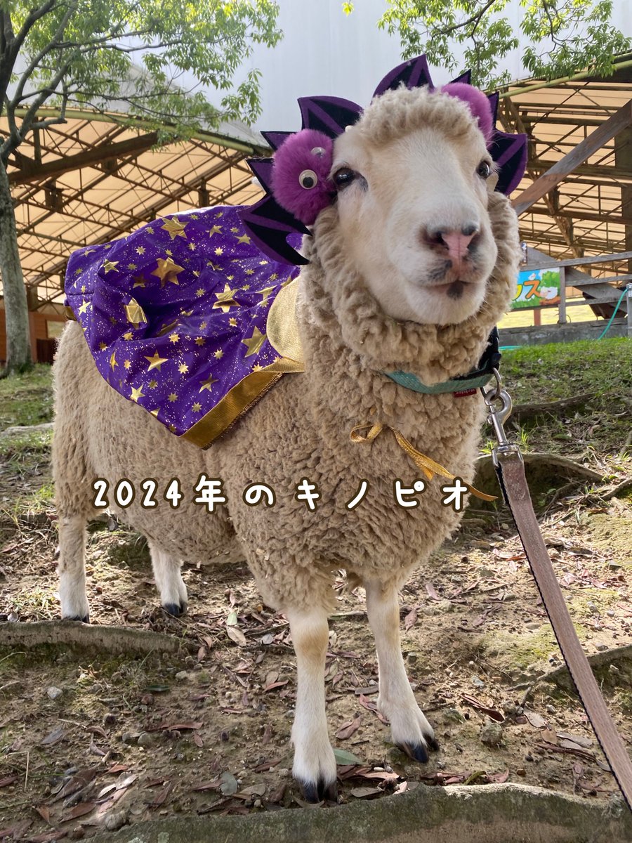 ハーベストの丘【動物専用】 tweet media