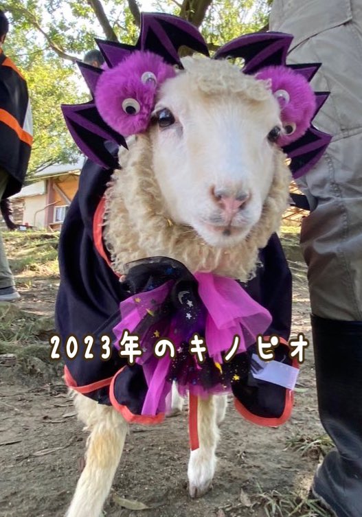 ハーベストの丘【動物専用】 tweet media