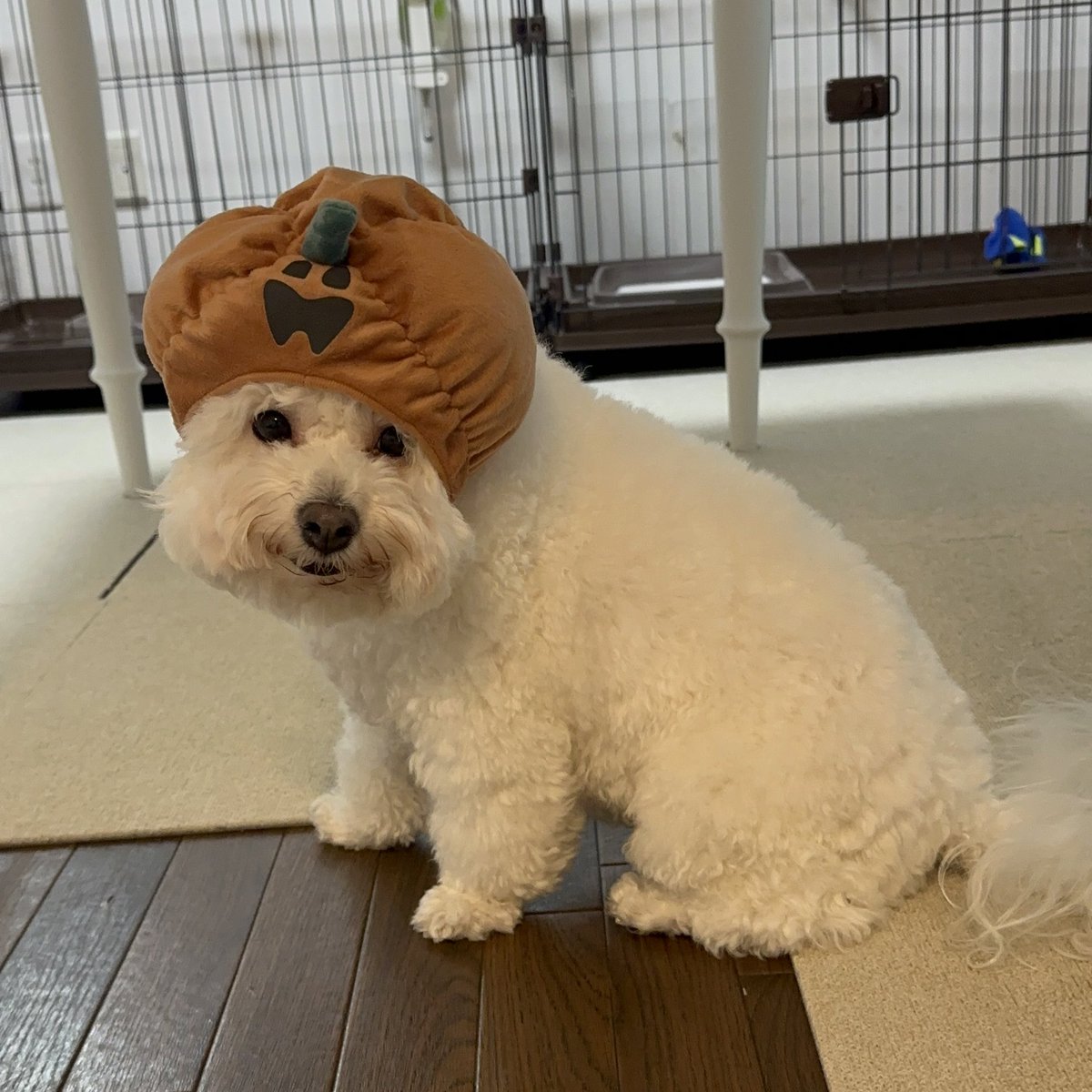 Happy Halloween🎃🎃👻！
ちょっと小さかったね😅😅