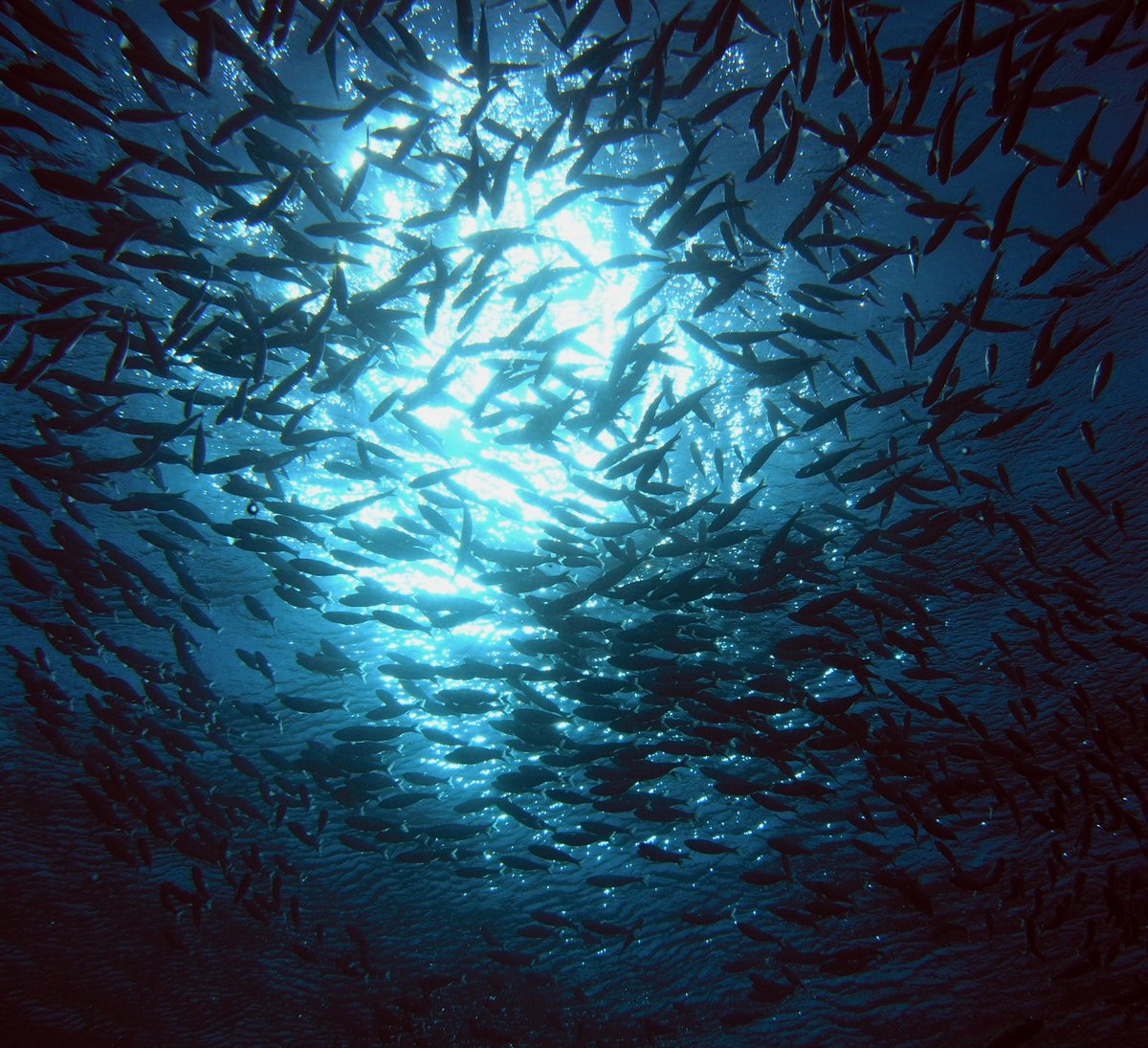 🚨Advice release
<a href="/EU_MARE/">EU Maritime & Fish</a> requested ICES to identify EU-only and Baltic Sea stocks eligible for multiannual advice. 
ICES advice is now available: doi.org/10.17895/ices.…