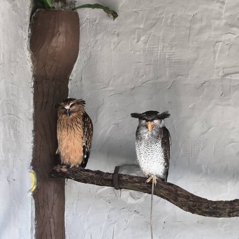 surayaror's tweet photo. One thing about me is I plan to take Mika to as many places as possible while his entrance tix is free 😂

Took Mika see the "awool" at KL Bird Park 🦉free for children under 3!

If you know any other places free for kids pls share! 🙏 https://t.co/FTxB6gxK2U
