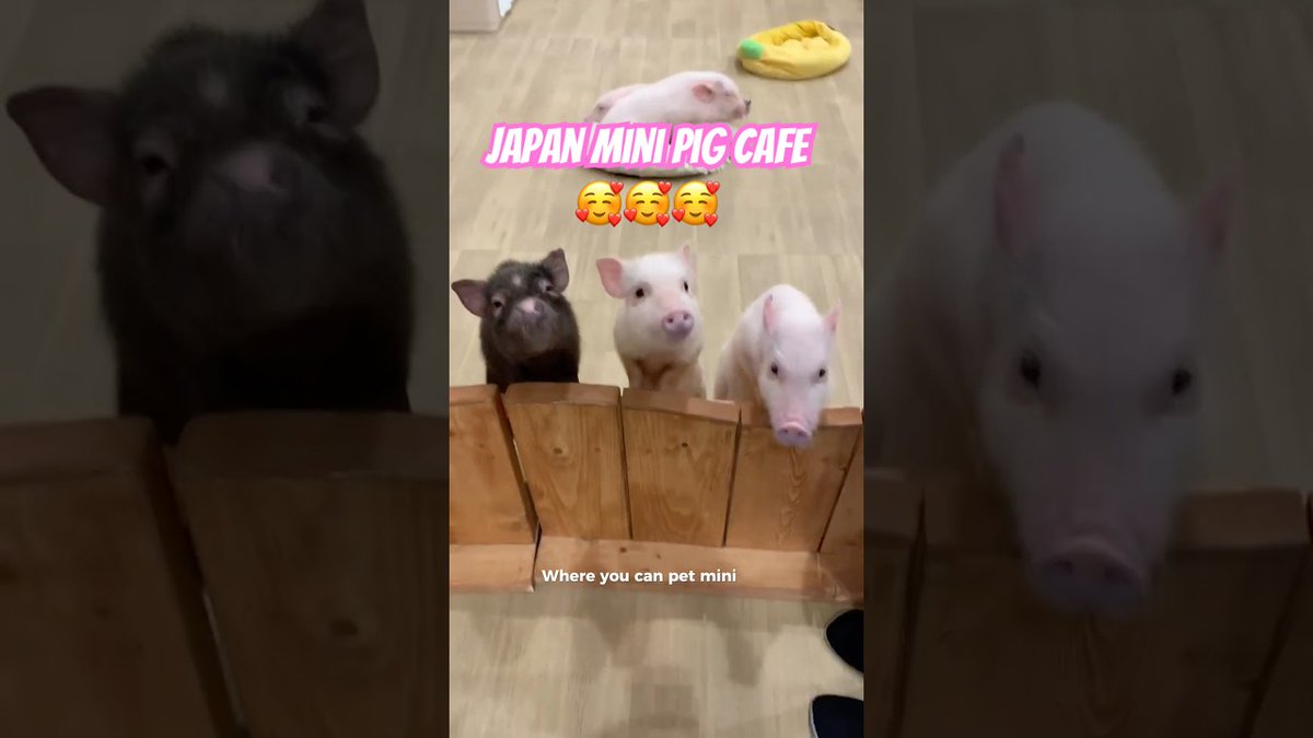 alojapan's tweet image. Japan Mini Pig Cafe 🐷🇯🇵 #japanguide ##Mi ...
 
alojapan.com/1134602/japan-…
 
#Hokkaido #HokkaidoDestinations #HokkaidoTour #HokkaidoTravel