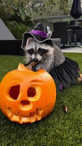 ShouldHaveRacc's tweet photo. Happy Halloween!! 🦝🎃 https://t.co/fHMLZx2bKU