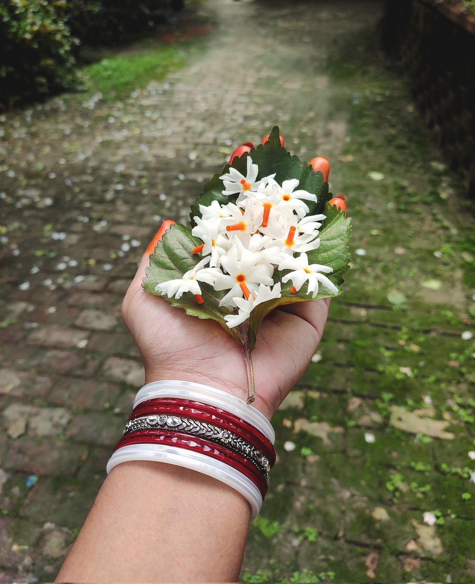 MoniShuvra's tweet photo. অজস্র শিউলীর গন্ধে ভর করে আসা অক্টোবরের বিদায়! 🌼

৩১.১০.২০২৪ https://t.co/XLA6UPmTZ4