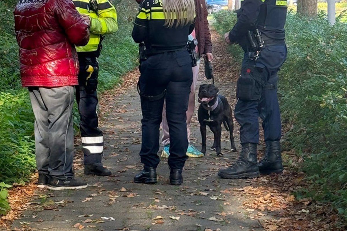 Ditmaal was de pitbull de 'gebeten hond' inrijswijk.com/2024/10/31/pit…