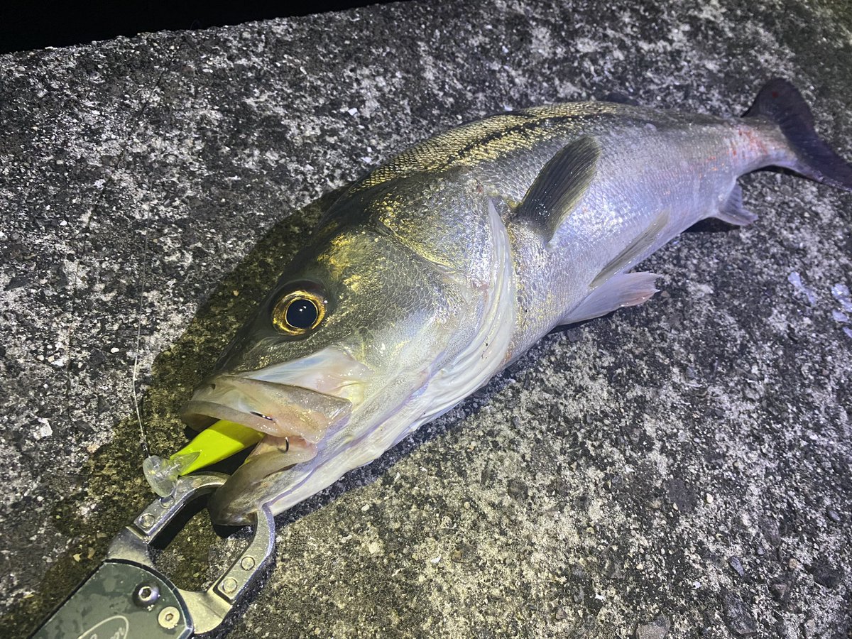 streamyamasaki's tweet image. 小場所の流入河川。
小場所専用、固定重心シーバスミノー。
【HAYASE】
画像は2匹分ですが、2桁バイトの8キャッチ♪
デカボラの群れの中、強波動ウェイクで好反応。
固定重心で立ち上がりも良く、こんな状況でも、こんな釣り方あるんだぁ。
と、勉強になりました♪

#diviser
#hayase
#シーバス