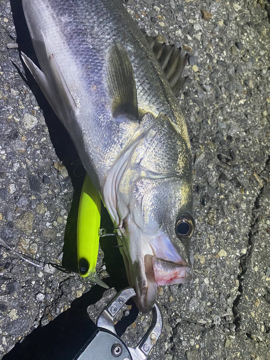 streamyamasaki's tweet image. 小場所の流入河川。
小場所専用、固定重心シーバスミノー。
【HAYASE】
画像は2匹分ですが、2桁バイトの8キャッチ♪
デカボラの群れの中、強波動ウェイクで好反応。
固定重心で立ち上がりも良く、こんな状況でも、こんな釣り方あるんだぁ。
と、勉強になりました♪

#diviser
#hayase
#シーバス