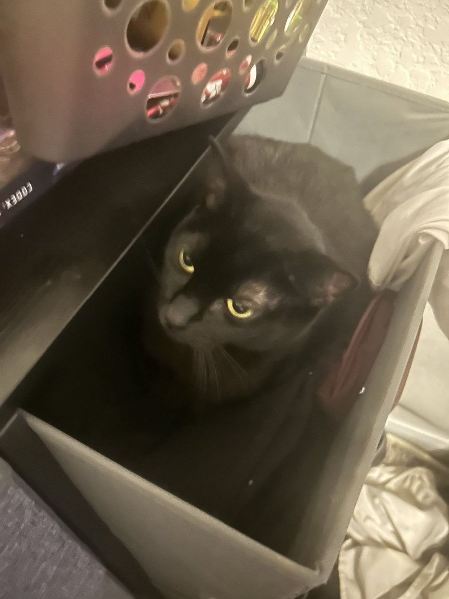 OsirisFalls's tweet photo. @jugemusequencer No but mine like drawers more than anything ong https://t.co/OY2VFMXTYg