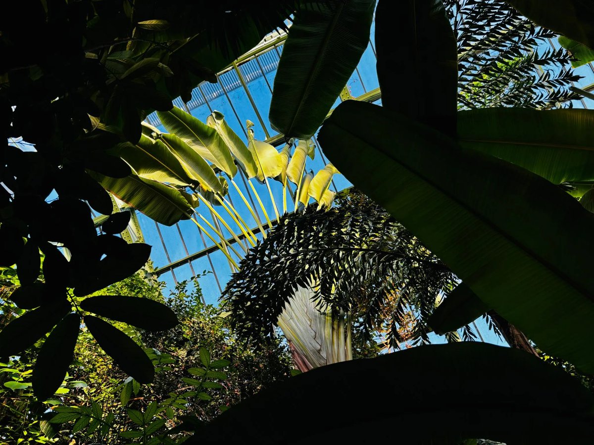 Le_Museum's tweet photo. 🌿Voici non pas un palmier, mais une herbacée. Ses graines sont bleues. Et jusqu’en 2021, on pensait qu’il n’existait qu’une seule espèce de son genre !
Direction les Grandes Serres du Jardin des Plantes pour admirer l'arbre du voyageur 👉 https://t.co/QTw6oSjqUm
#AutomneTropical https://t.co/3qlkpptgjZ