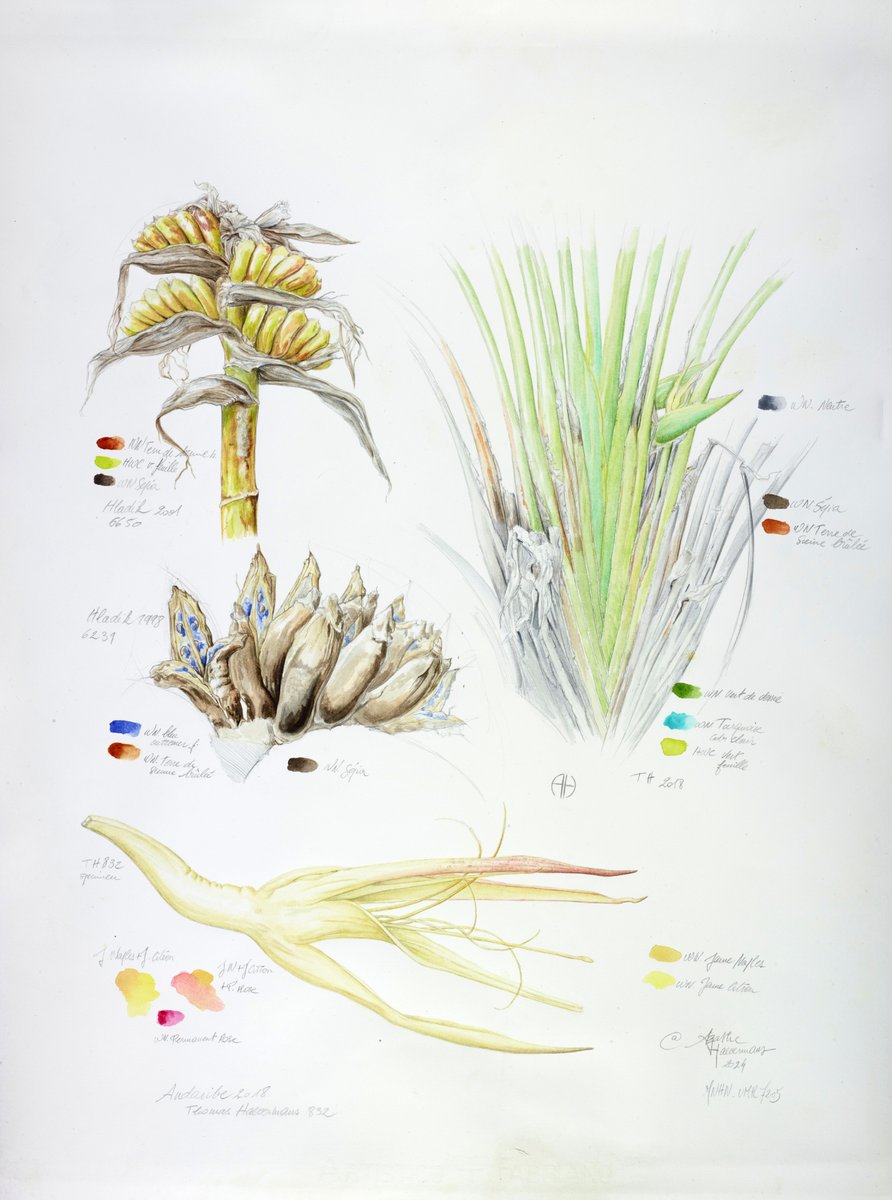 🌿Voici non pas un palmier, mais une herbacée. Ses graines sont bleues. Et jusqu’en 2021, on pensait qu’il n’existait qu’une seule espèce de son genre !
Direction les Grandes Serres du Jardin des Plantes pour admirer l'arbre du voyageur 👉 mnhn.fr/fr/arbre-du-vo…
#AutomneTropical