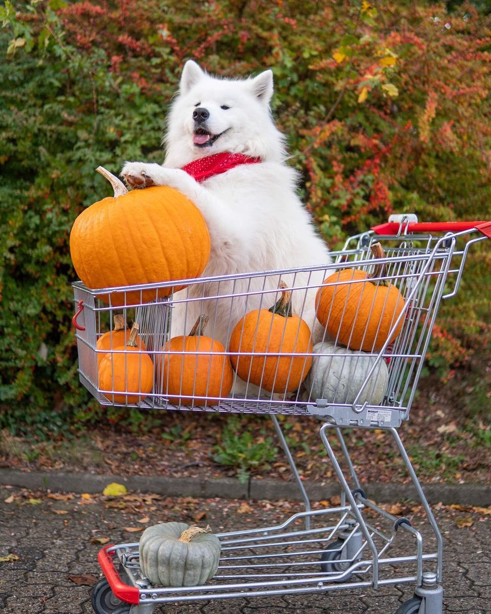 FelixTheSamoyed's tweet photo. @contextdogs How about Felix 💕🐾 https://t.co/Na3KJ5GZuh