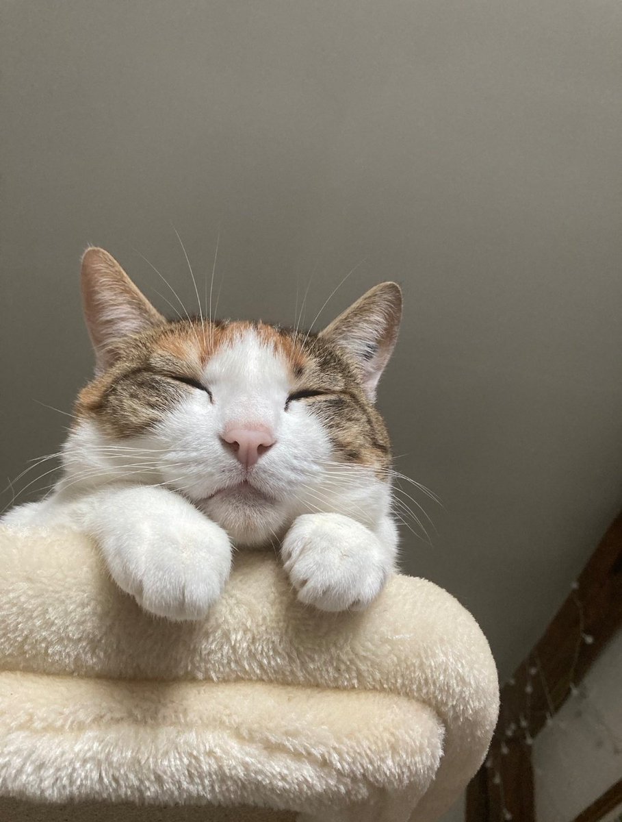 Stacytrouille_'s tweet photo. C'EST L'ANNIVERSAIRE DE SOUPE TOUT LE MONDE DIT JOYEUX ANNIVERSAIRE SOUPE !!!!!!!! 🎉🐱🎉🐱🎉🐱🎉🐱🎉🐱🎉🐱🎉🐱🎉🐱🎉 https://t.co/pl7d1Weh91