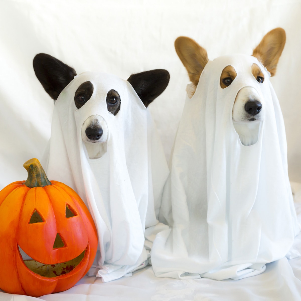 HomeLoanCo's tweet photo. Feeling a little spooky today? Don't worry, mortgages aren't as scary as they seem. Call me today and let's brew up a sweet homebuying potion! 🎃🏡📞 #NoTricksJustTreats #HomeWitchcraft https://t.co/xJc6lIXpcH