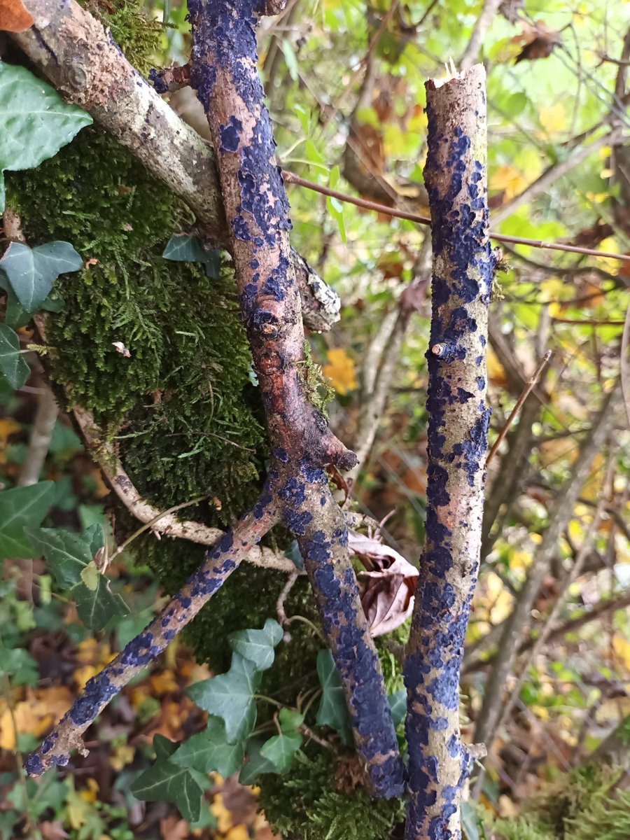 Cobalt crust fungus: Terana caerulea seen today in our hedge.  I found this 2 years ago here in France, its still there.
#folklorethursday #fungi #Mushroom #wildthings