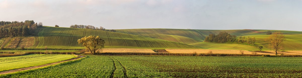 Inheritance, Succession and the Family Farm...

So here we are! Who thought the changes to Inheritance Tax was going to be this bad?! This could be extremely harmful to family farms. They are not to blame for the high land values in the UK; they're simply trying to produce food