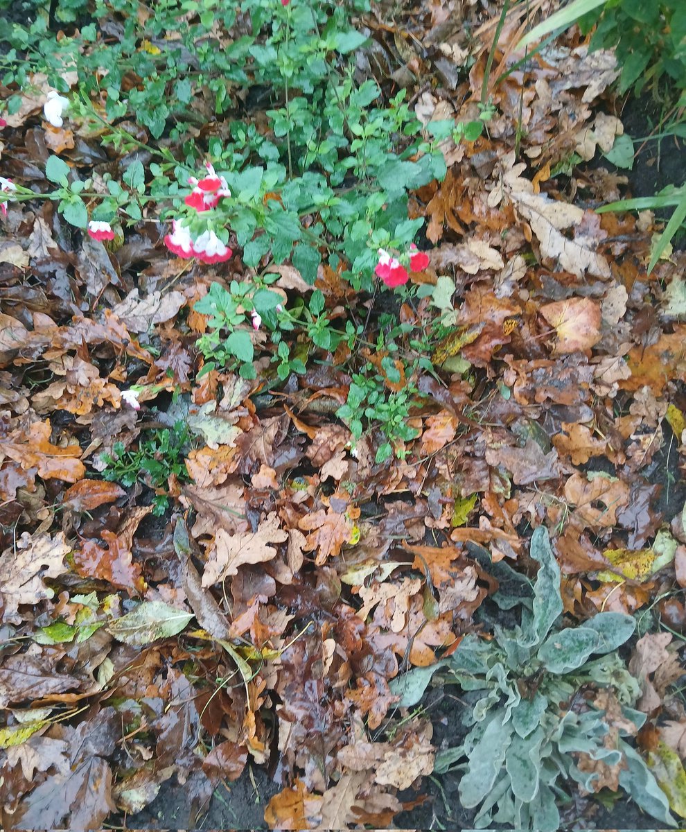 🗿📡🌱🫛🚴♂️David🏴 tweet media