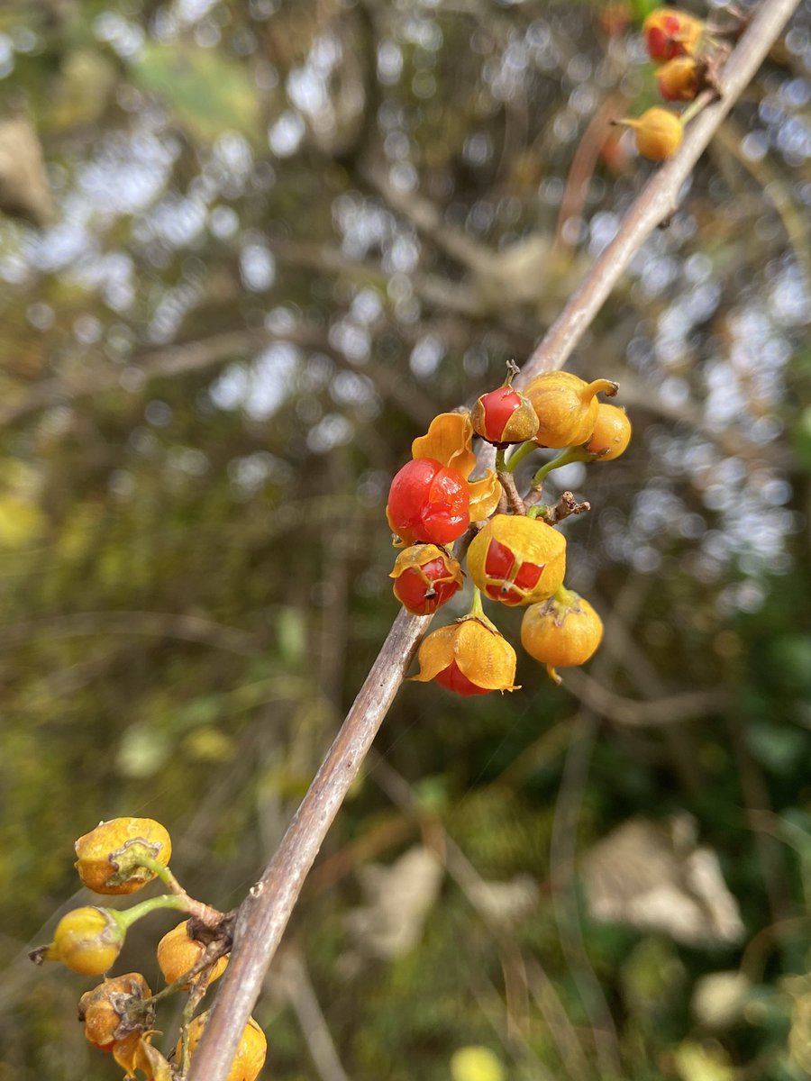 Dmcc115's tweet photo. The naturalised Celastrus orbiculatus, or staff-vine, in Newry’s Daisy Hill Woods continuing to grow and spread 

First naturalised record of this eastern Asian climber in Ireland and appears to be becoming invasive, smothering trees and causing trunk twisting https://t.co/15Y7UlpStz