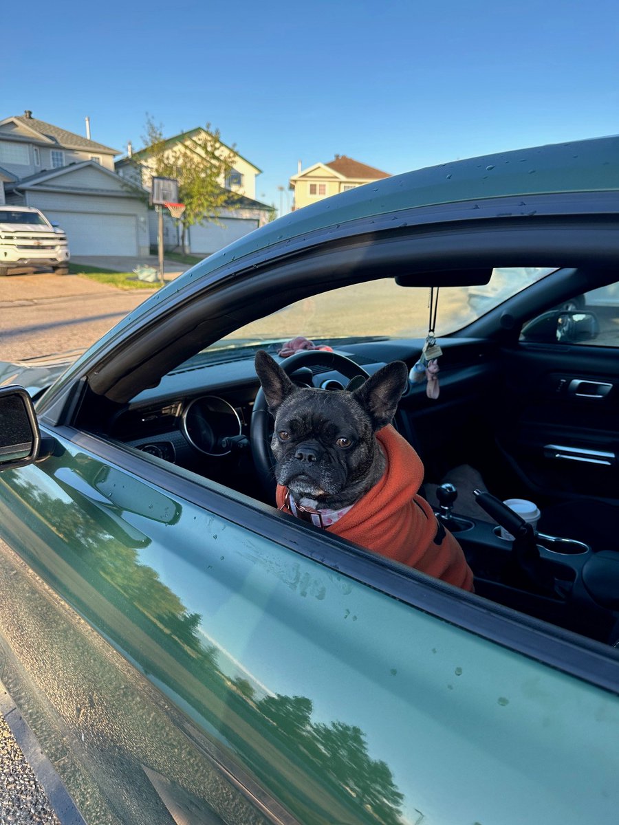 C’est l’Halloween! Ce chiot roule avec style ce soir. 🎃

📸 IG : @queen.louiseymm

#FordCanada #Halloween #JoyeuseHalloween