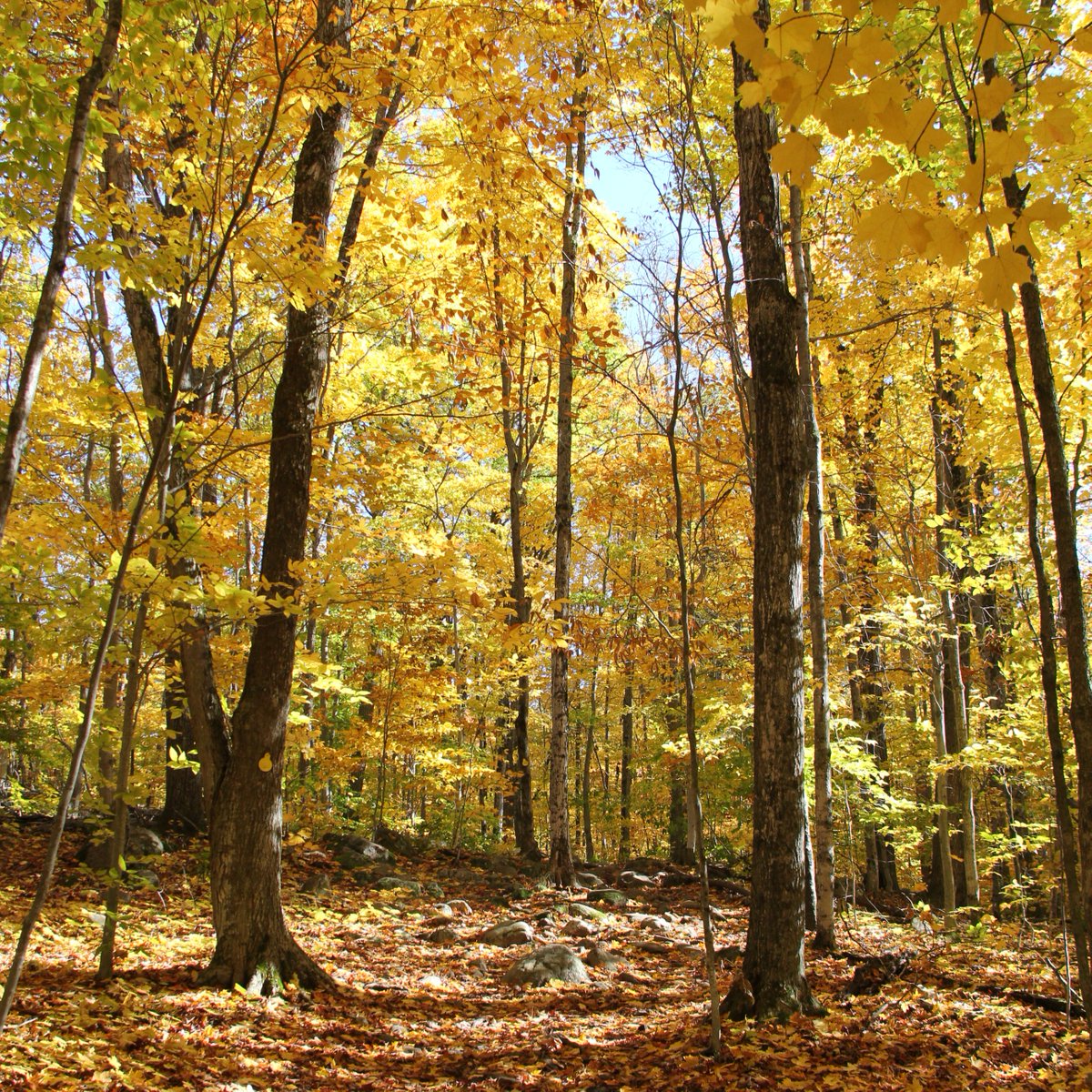 KillbearPP's tweet photo. Last call for fall! ๐ โบ
This is the last weekend of the 2024 season to enjoy stunning views and cuddle up around cozy campfires at Killbear!
Book your trip by visiting https://t.co/QAqFo3bDQE
#KillbearPP #FallCamping https://t.co/lch66UeWUV