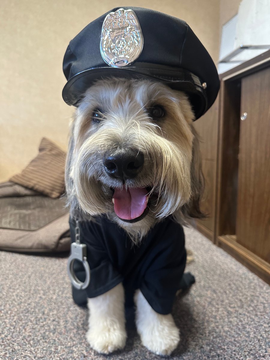 pollardwindows's tweet photo. Happy Halloween! Our canine ambassador Teddy was in the Halloween spirit today! https://t.co/FAUTCBnEUY