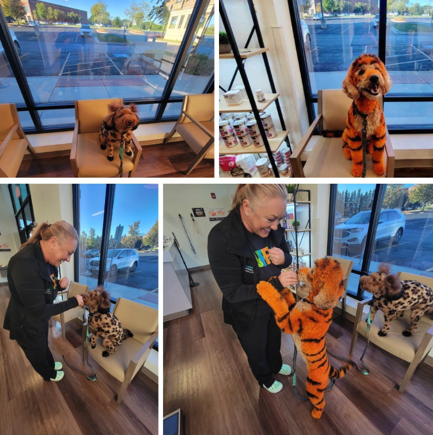 ShopBRVC's tweet photo. Who says trick-or-treating has to be just for humans? 🐾🍬🎃

Harvester Veterinary Hospital of Burr Ridge loves to see your furry friends stop by!

📸: doodlemomma21 https://t.co/gPV8Y7wMLT