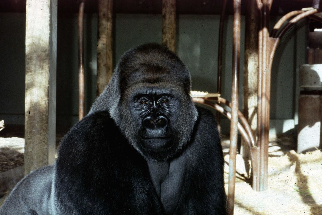 CraigBaird's tweet photo. The zoo had only opened a month earlier and Charles became one of the top attractions for visitors.
Over the course of the next 50 years, Charles sired 11 children, three of which he outlived. He also had six grandchildren by the end of his life.

🧵4/10 https://t.co/sKOCgypld2