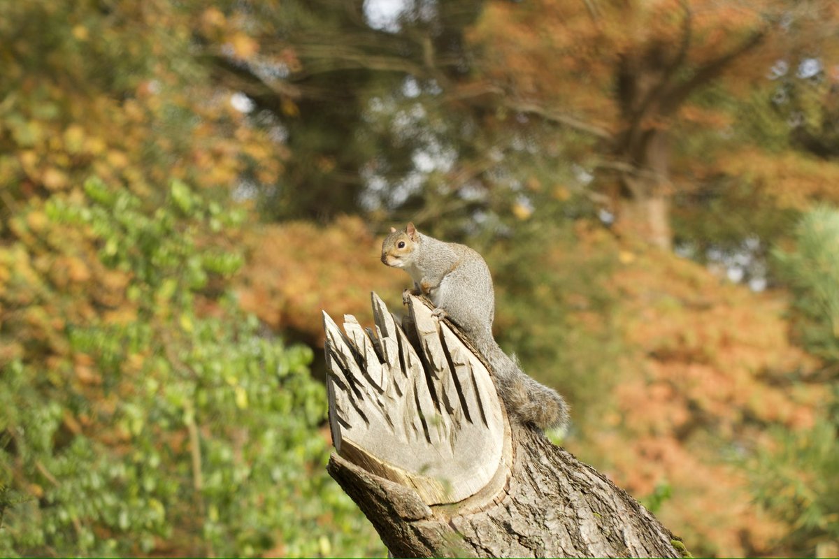 Miss Lang tweet media