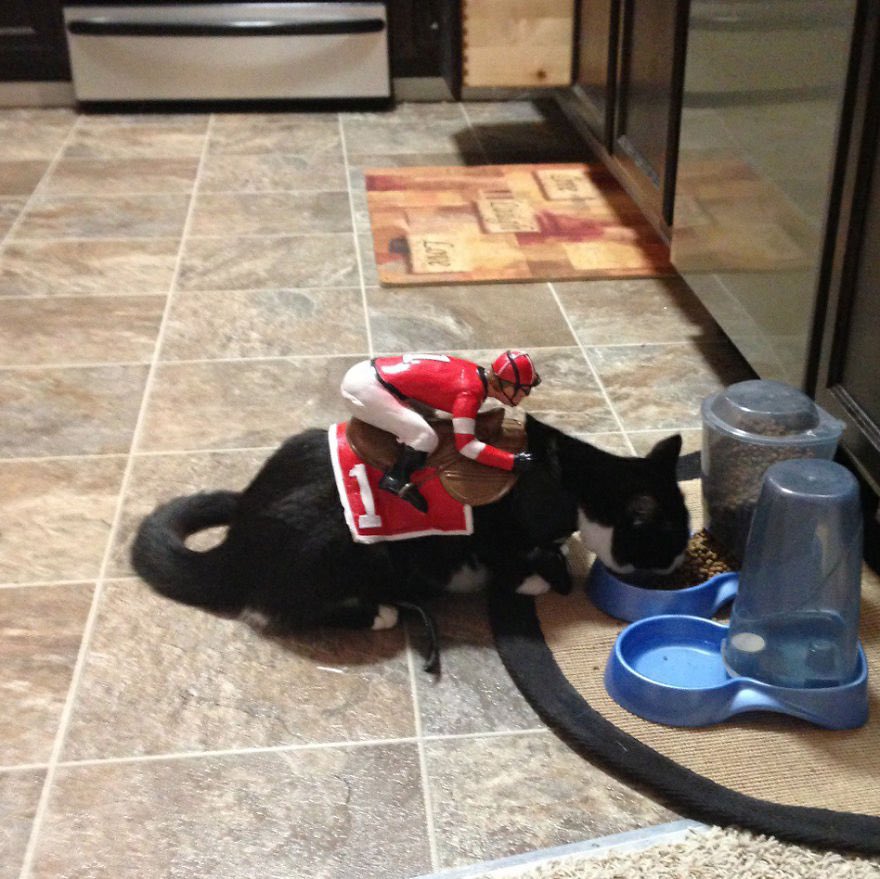 A happy Halloween to my friends around the world. For any felines who enjoy wearing outfits and are looking for ideas, here are a couple that caught my eye 🎃
