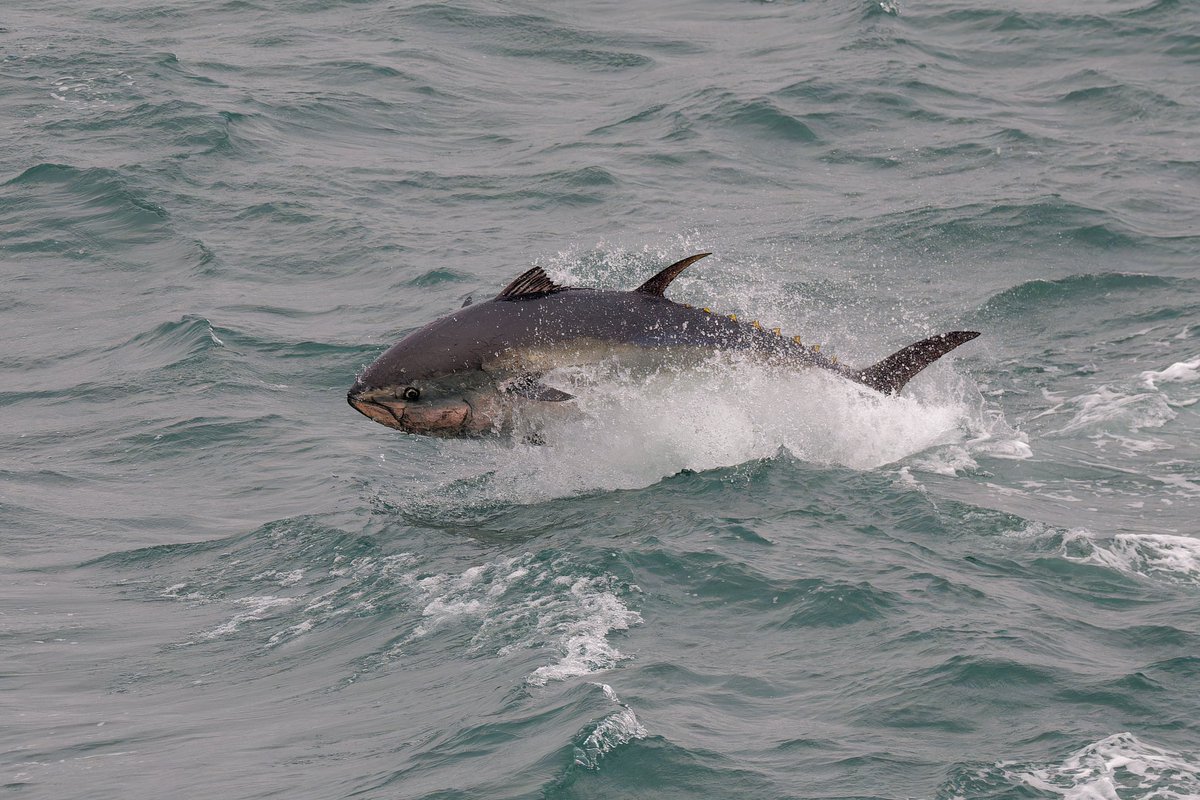 npaulroberts's tweet photo. Atlantic Bluefin Tuna hunting close inshore of the South Devon coast, this morning. Stunning creatures. https://t.co/JokrHRkWyN