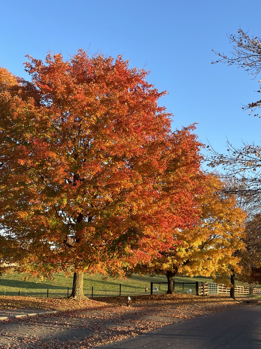 jklagge's tweet image. Out for a run on a beautiful fall evening.