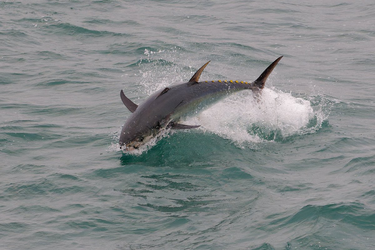 npaulroberts's tweet photo. Atlantic Bluefin Tuna hunting close inshore of the South Devon coast, this morning. Stunning creatures. https://t.co/JokrHRkWyN