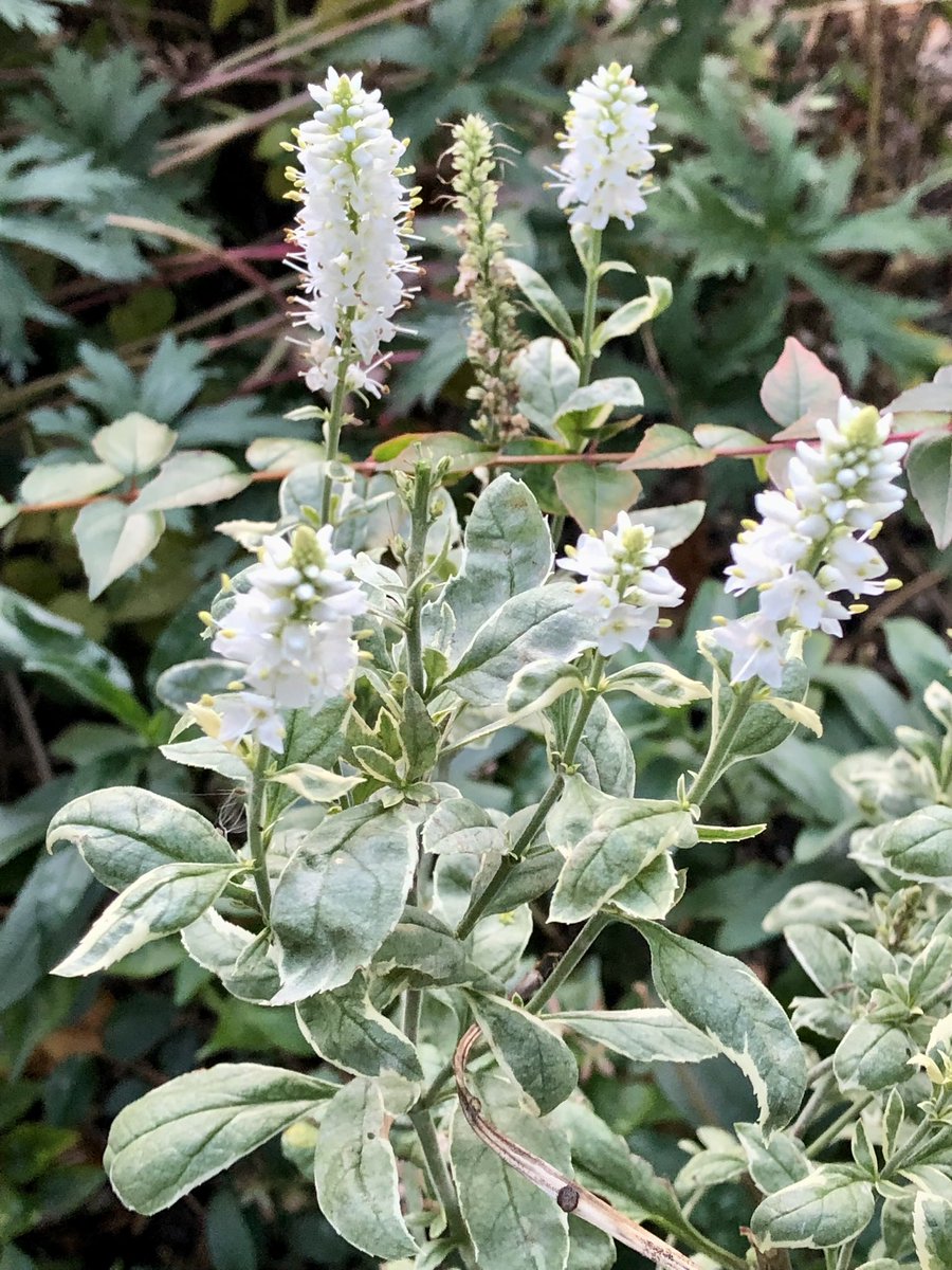 CityMouseGarden's tweet photo. White is so crisp and refreshing in the garden, especially with a bit of foliage variegation to boot. This Veronica is blooming as we speak after a chop back following its earlier season bloom. #FallBlooms #FebruaryToFrost #ecosystem https://t.co/JgdiwrBfVd