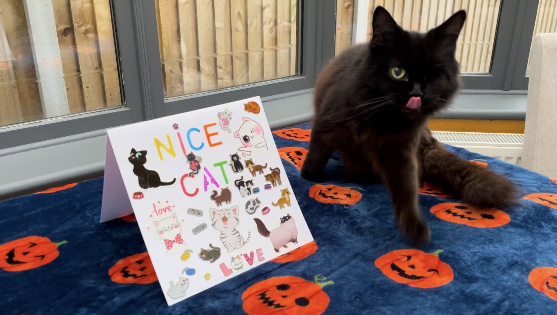 FurFamilyCats's tweet photo. Dale here!
I can announce we have joint winners for #NiceCat of the month, Bubble and Pearl 😻😻
Bubble, our eldest cat, is very wise, keeps us all in line. and is an excellent teacher to the younger ones.
Pearl is lovely, she gives great hugs! and makes our human laugh ❤️ https://t.co/0MfNdNjexk