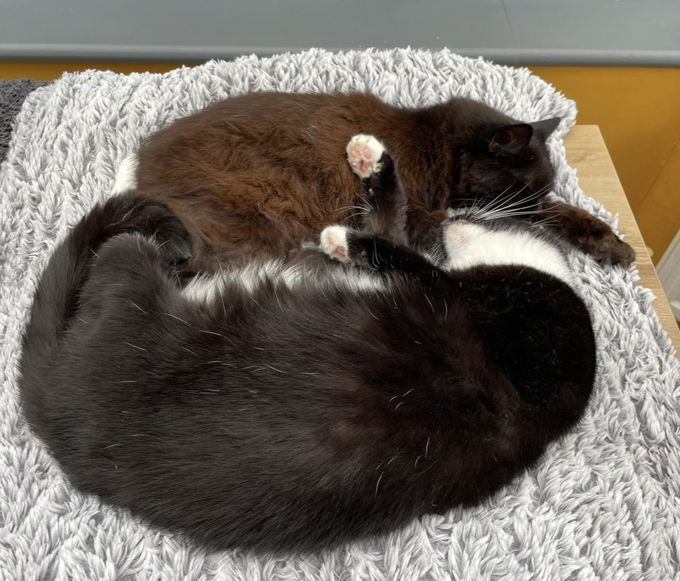 FurFamilyCats's tweet photo. Dale here!
I can announce we have joint winners for #NiceCat of the month, Bubble and Pearl 😻😻
Bubble, our eldest cat, is very wise, keeps us all in line. and is an excellent teacher to the younger ones.
Pearl is lovely, she gives great hugs! and makes our human laugh ❤️ https://t.co/0MfNdNjexk