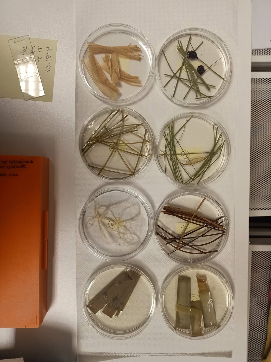 Forest Impact (@arqueobot_ull) on Twitter photo El curso de Extensión Universitaria "Introducción a la Arqueobotánica" ha finalizado hoy con la sesión dedicada a las fibras vegetales (Maria Herrero Otal) que nos hablan de la cestería y cordelería en el pasado 🧺🌿
<a href="/ULL/">Universidad de La Laguna</a> <a href="/neolithicwmed/">NeolithicWMed - UAB/CSIC</a> <a href="/Prehistoria_UAB/">Prehistoria UAB</a> El curso de Extensión Universitaria "Introducción a la Arqueobotánica" ha finalizado hoy con la sesión dedicada a las fibras vegetales (Maria Herrero Otal) que nos hablan de la cestería y cordelería en el pasado 🧺🌿
<a href="/ULL/">Universidad de La Laguna</a> <a href="/neolithicwmed/">NeolithicWMed - UAB/CSIC</a> <a href="/Prehistoria_UAB/">Prehistoria UAB</a>