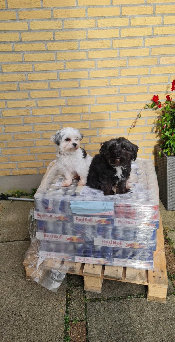 Thank you <a href="/redbulldanmark/">Red Bull Danmark</a> <a href="/redbull/">Red Bull</a>   for the redbulls. Now i wont go thirsty 🥳