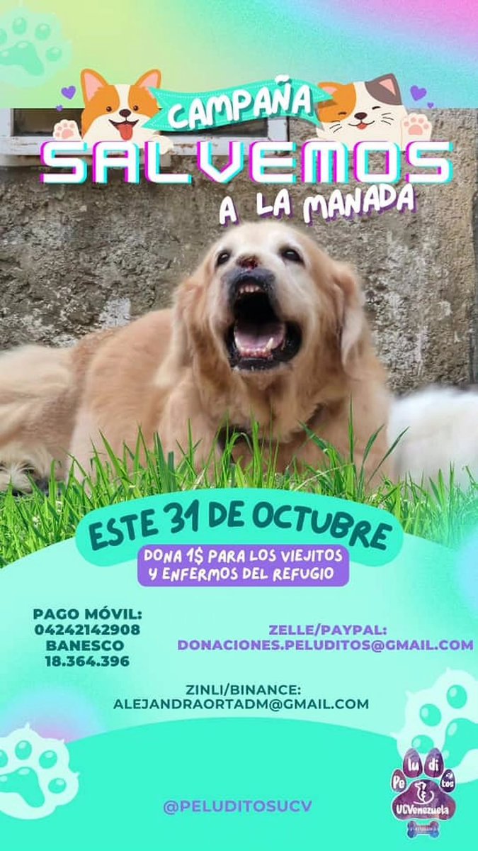 Fundación Peluditos UCVenezuela (@peluditosucv) on Twitter photo 