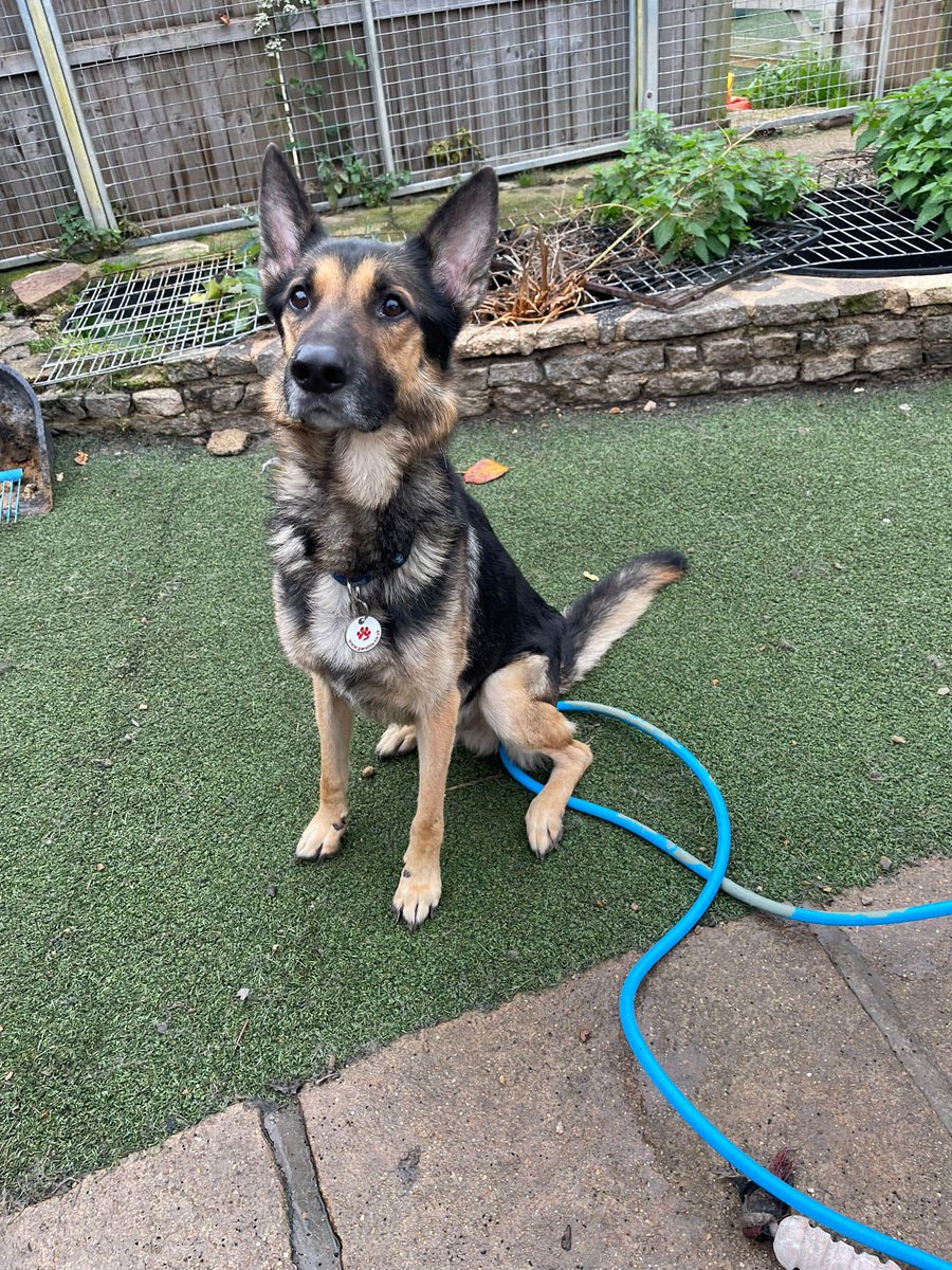 gsrescueelite's tweet photo. Dallas is 3yrs old and this boy was picked up as a stray very underweight, Dallas can live with older kids and hasn't been fussed by other #dogs in his #foster home 
#GermanShepherd #Essex 
https://t.co/PG8AHCM36a https://t.co/VDnWsp0hE9