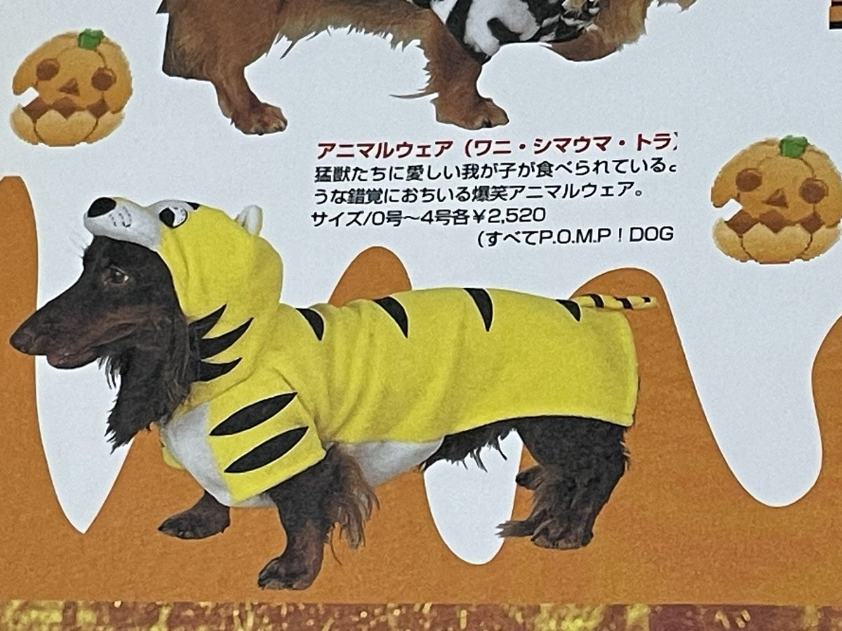 emisan71632149's tweet photo. ハロウィン🎃だから載せちゃいます❣️
2005年🐶の雑誌でモデルさんに初めて挑戦した長男sennaと二男cody
懐かしい大切な想い出🎃☠️
#DOGFAN https://t.co/hwKHbBkAgd