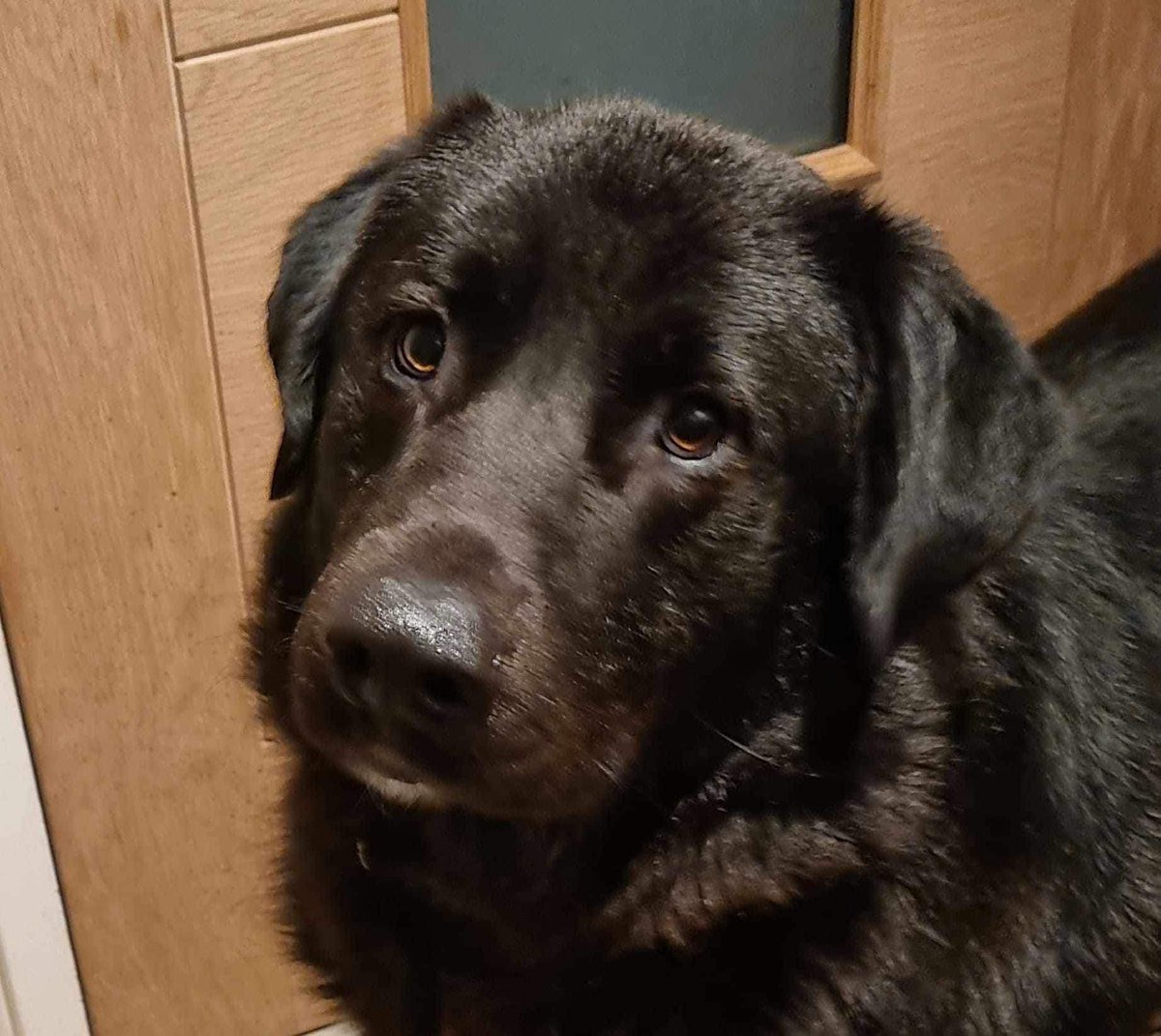 rescuedoggypaws's tweet photo. Gorgeous 3yr old Reggie needs his forever home The Rescue honestly think his heart is breaking in kennels and he is desperate for a new forever home where he's understood
This is a dog that adores his family gets on well with  people and other dogs in social situations
#Filey https://t.co/9tlwv8T83q