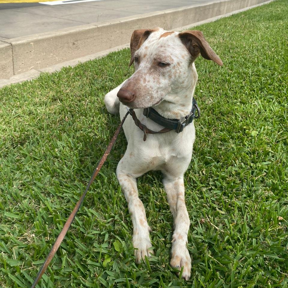 oriana_vdlt's tweet photo. Por favor, ayúdanos a encontrar a Koa. Se perdió hoy 31 de oct entre 6 y 7am en el parque Alfonso Ugarte (San Isidro, frente a embajada china y Javier Prado). Es cachorro y tiene sordera, así que es muy vulnerable en la calle. Comúnicate con 973063308 (Pati) ¡Gracias! https://t.co/fJa6sIpfWb