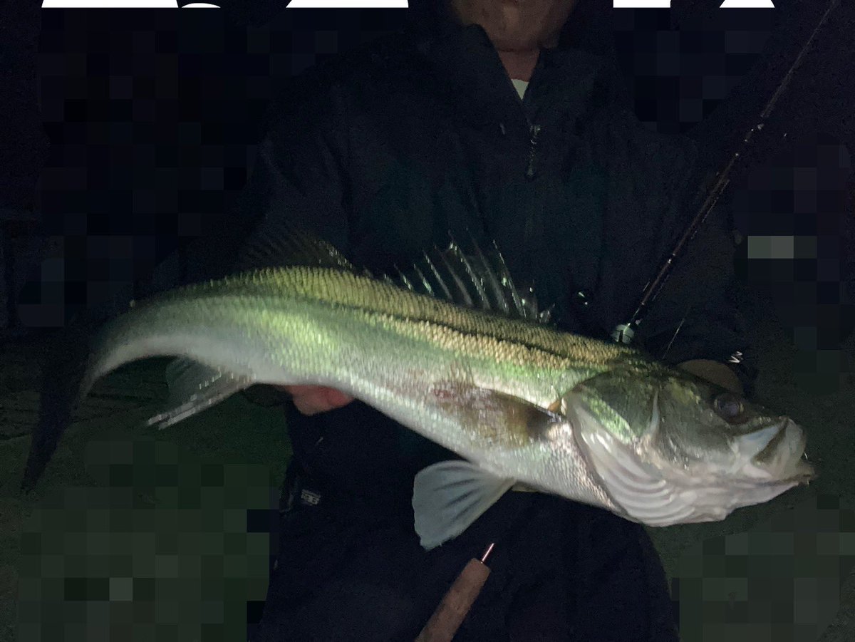 yosyoku_fishing's tweet photo. 仕事が長引き短時間釣行ってことで、近くのポイントをぱぱっと回って2本
三脚物撮り難しすぎ、みんなどうとってるんだ
#Fishman #comodo75H
#邪道 #Envy125Max
#DAIWA #IMZ https://t.co/LhfFsoMuhk
