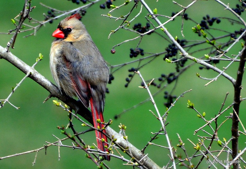 rachidH's tweet photo. #Female #Red #NorthernCardinal #Cardinalis #Ccardinalis #Cardinal #Cardinalrouge #LeRougeEtLeNoir #Stendhal #Sparta, #NewJersey #NJ #Ornithology
Rachid H shared a photo with you from the Flickr app! Check it out:
https://t.co/To8JYpdA3P https://t.co/888SrCiQAK