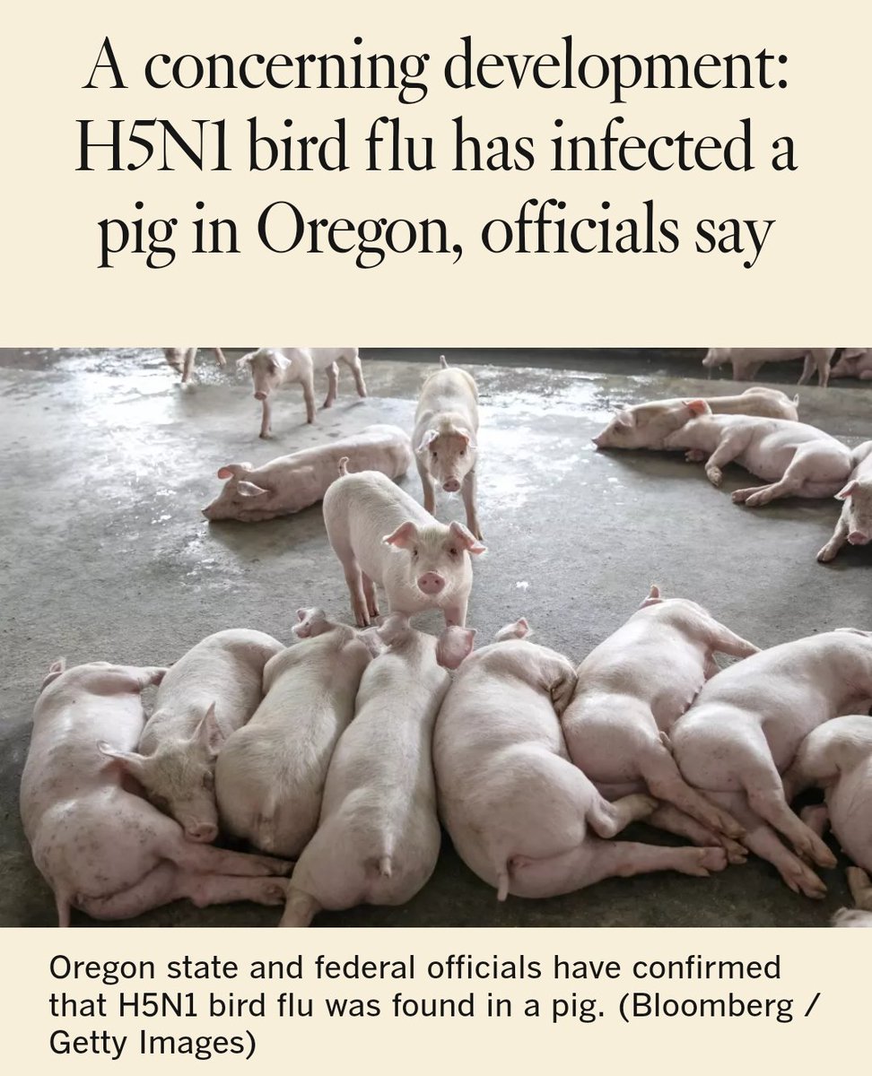 vinodscaria's tweet photo. 🔴 BREAKING: #H5N1 bird flu virus detected in a pig on an Oregon farm, a US first. https://t.co/Ge7O1Egz69 https://t.co/Y84aOwC9Hu