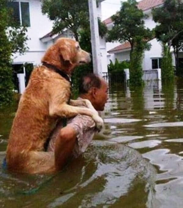 t4hrts's tweet photo. Would you risk your life for your dog? (Me definitely yes😍 https://t.co/ILESLA8jYS