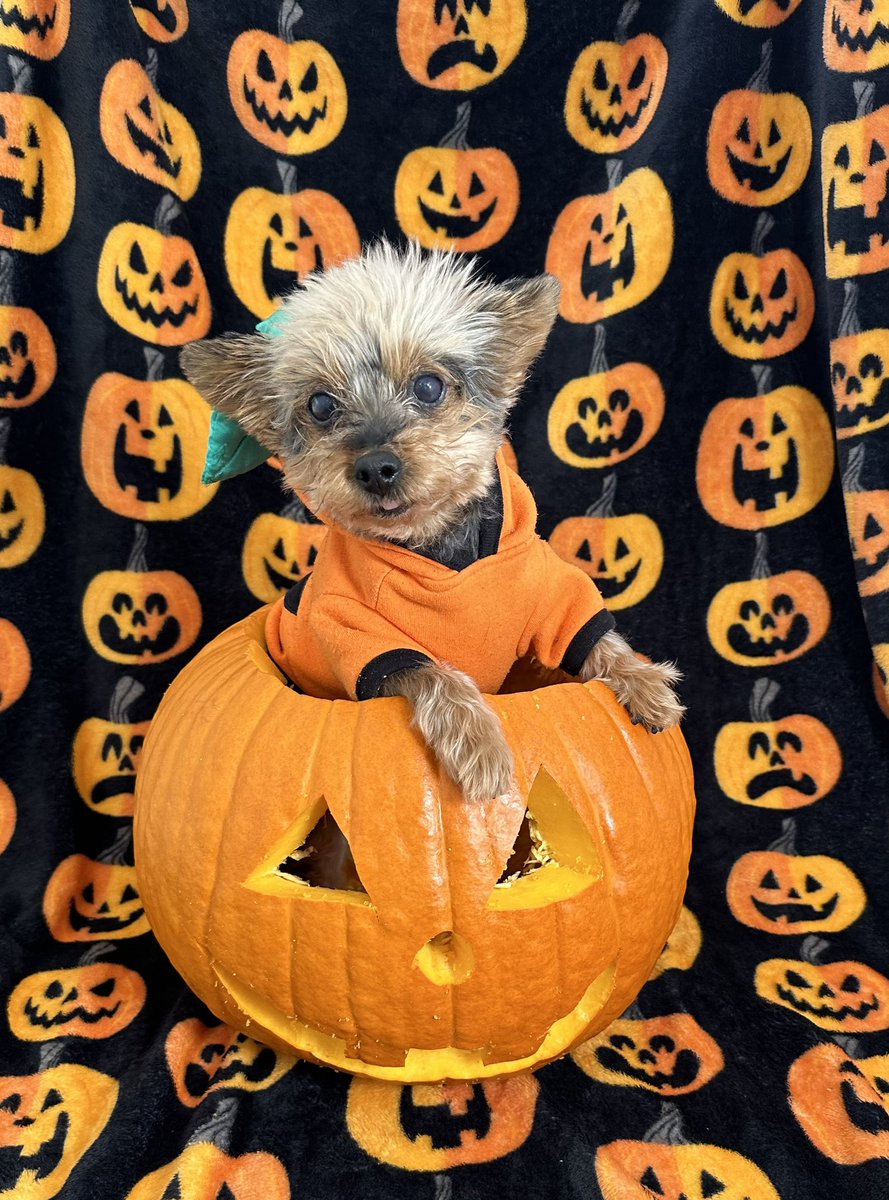 Lcs1321's tweet photo. Happy Halloween from Ace and I! ❤️🎃👻 https://t.co/G9WJqJxmqQ