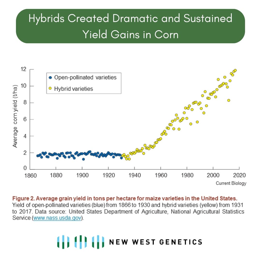 newwestgenetics's tweet photo. Well bred hybrid varieties outperform inbreds

Hybrid: the first generation (F1) progeny derived from a
cross between two genetically distinct, uniformly bred parental lines.

✅ Higher yields
✅ Improved vigor
✅ Higher stress tolerance
✅ Better nutrient use efficiency

#hemp https://t.co/fB8kn65I8a